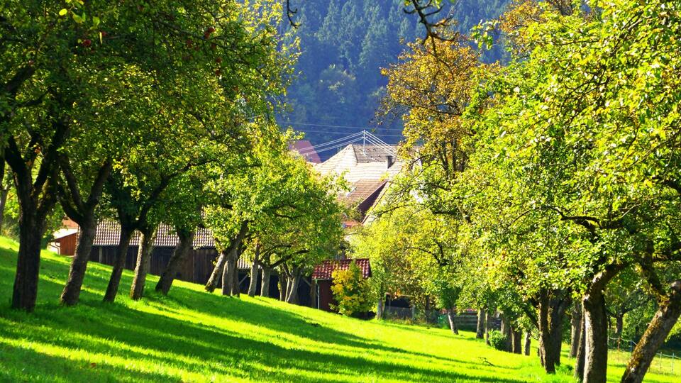 A lush green landscape with rows of trees and a distant view of a house with a red roof.