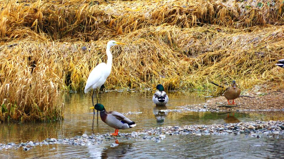 A riverbank with reeds, a duck, and a heron.