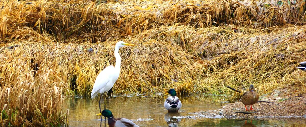A riverbank with reeds, a duck, and a heron.