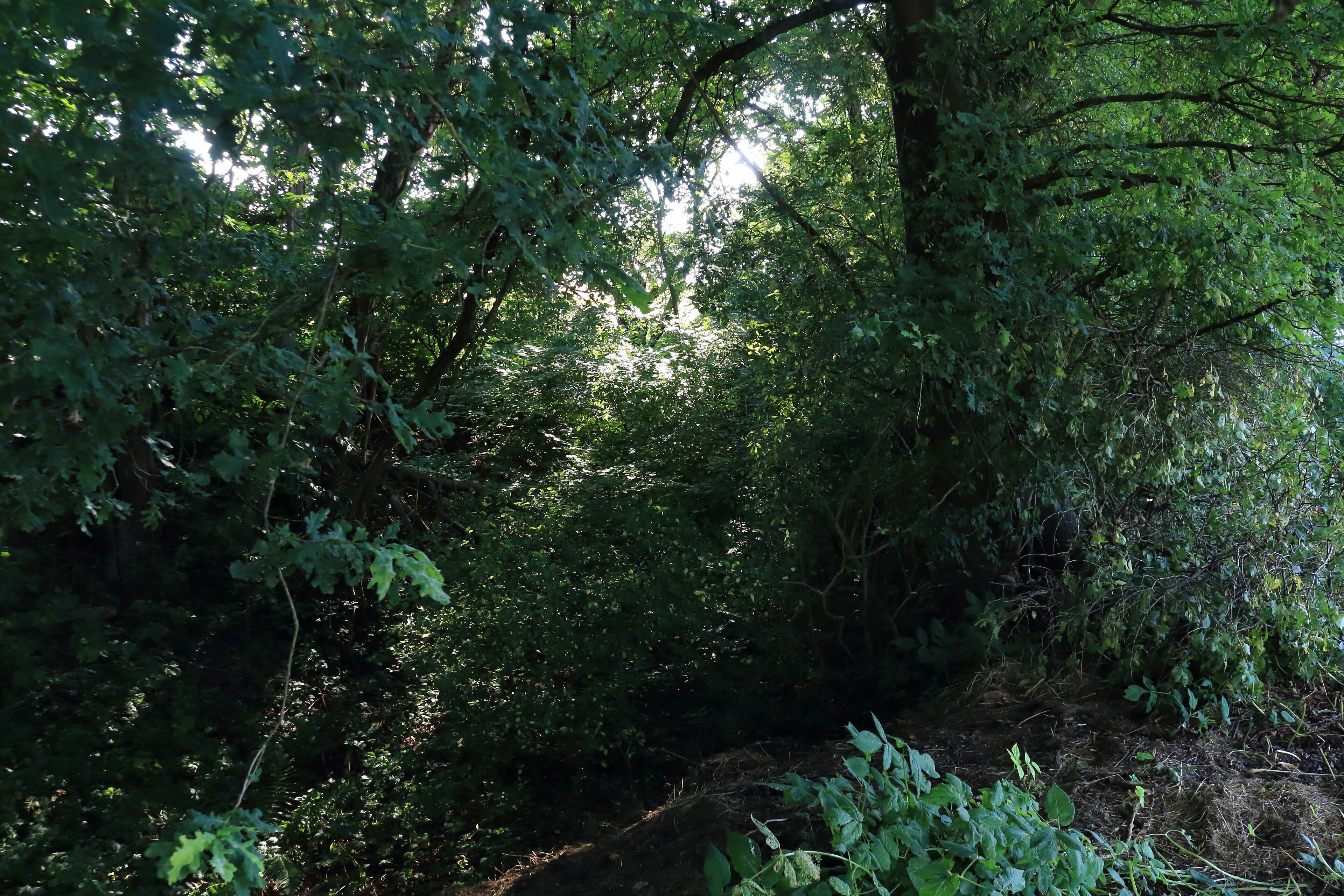 FND (Flächiges Naturdenkmal) "Hohle im Hoffeld" mit der Kennung 81250980002 westlich von Oberheinriet in der Gemeinde Untergruppenbach
