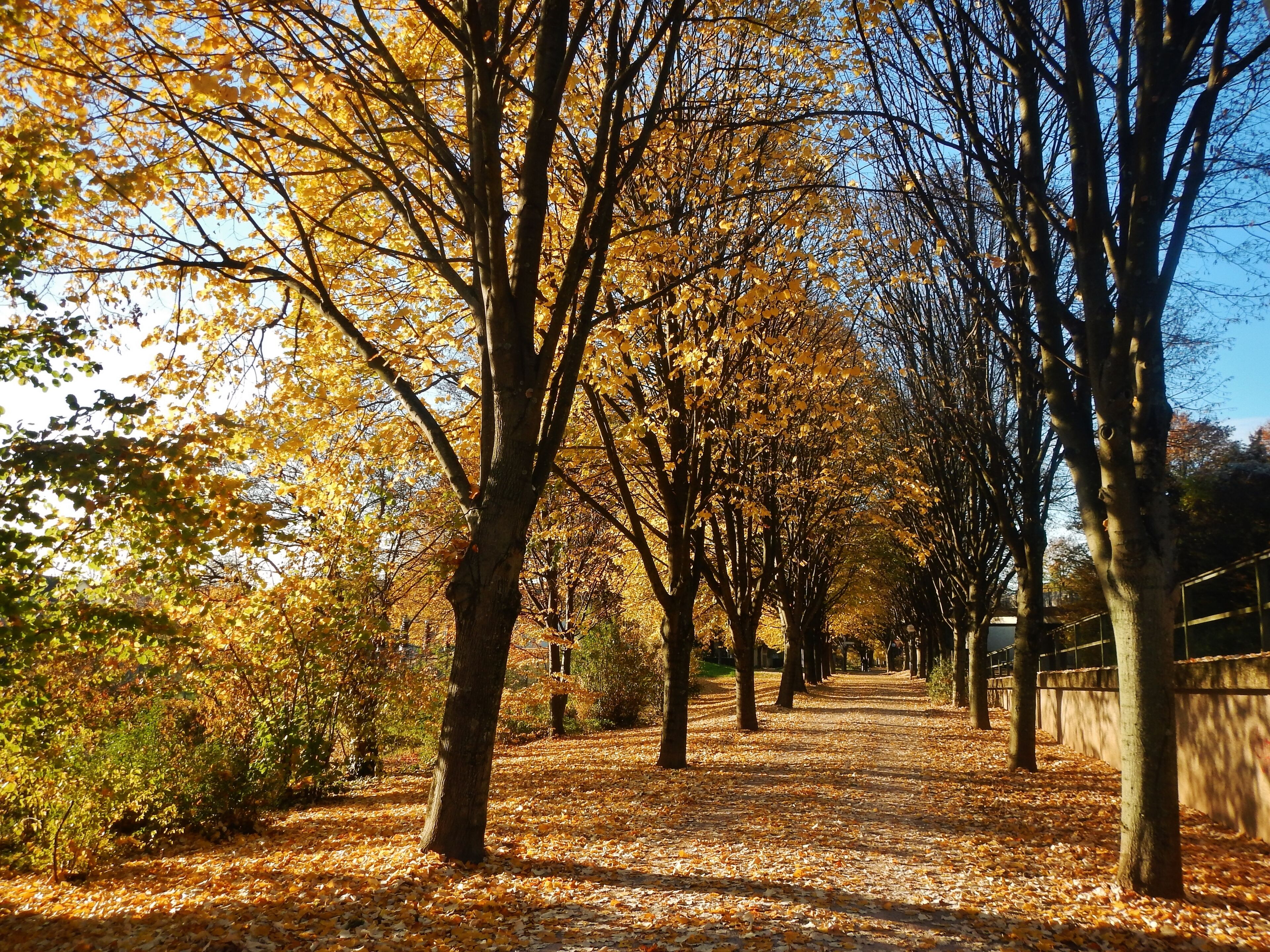 Herbstlicher Weg neben der B500 bei Oos