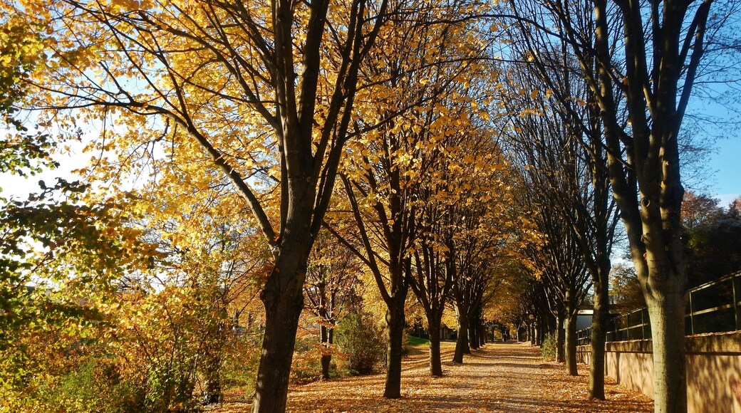 Herbstlicher Weg neben der B500 bei Oos