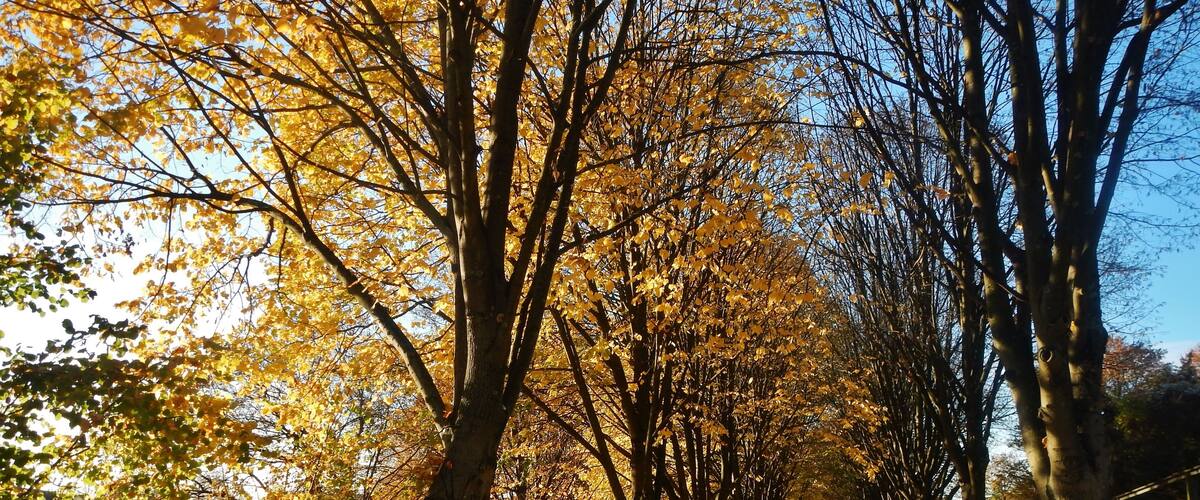 A tree-lined path with yellow leaves.