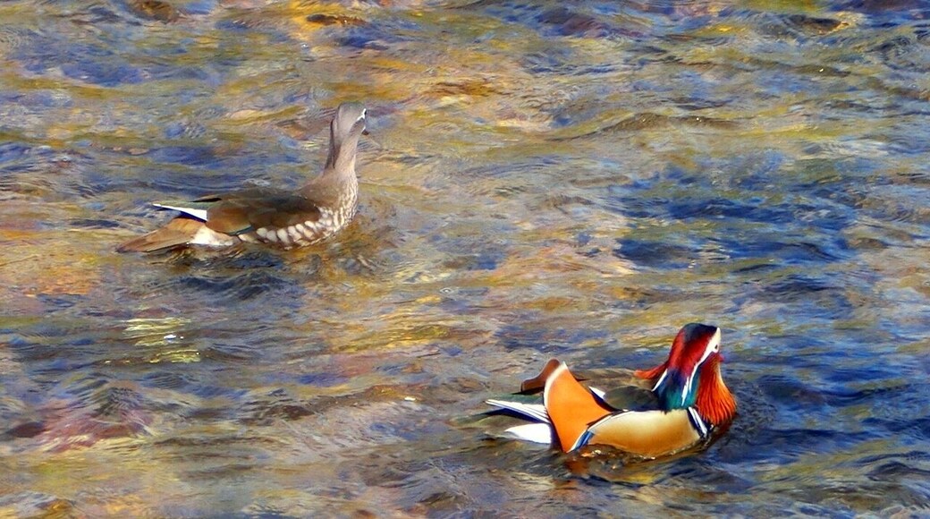 Entenpaar in der Oos