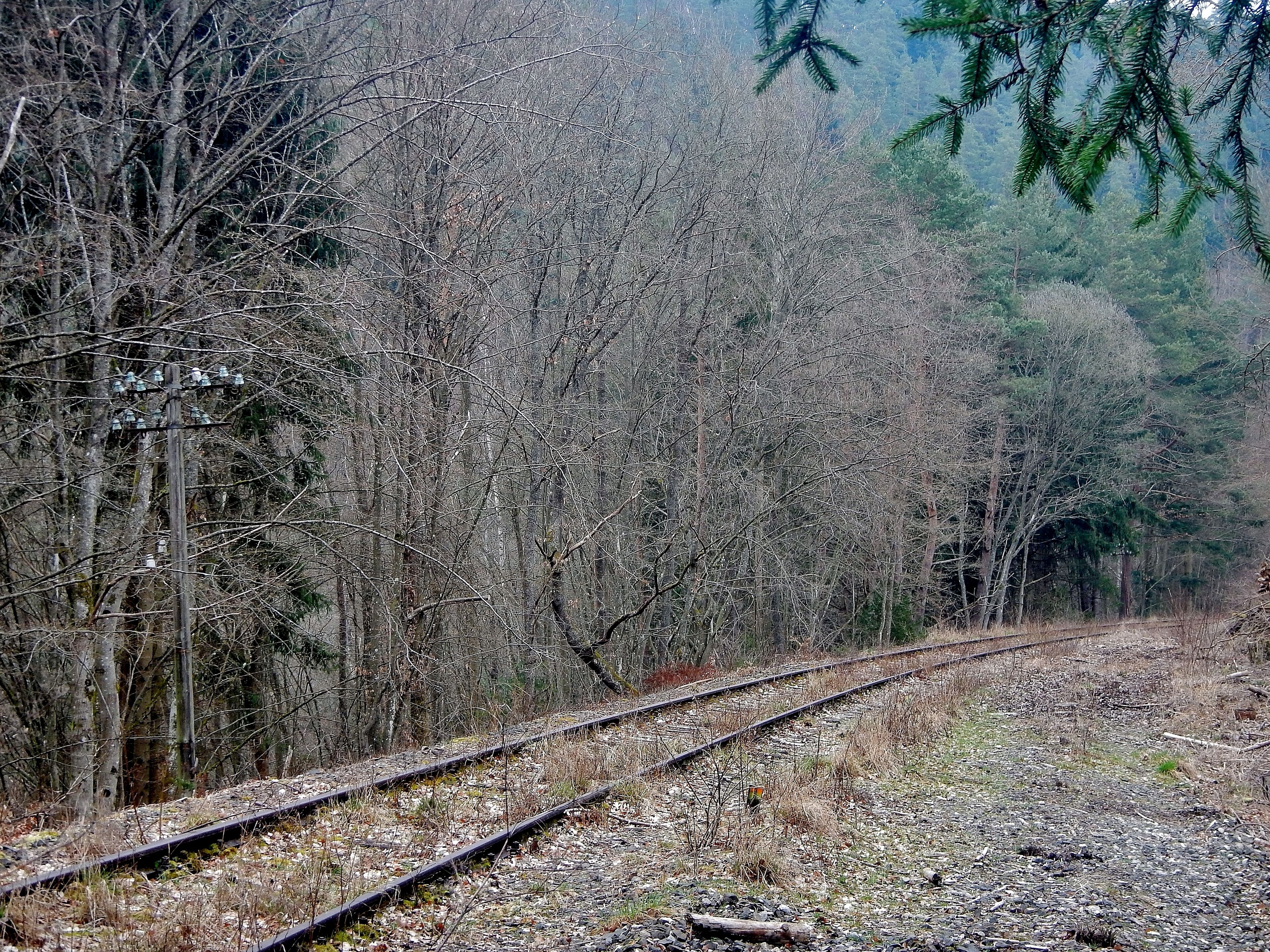 A railway track curving through a forest with bare trees and a dense canopy in the background.