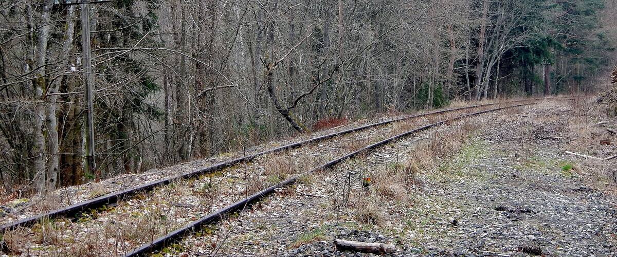 A railway track curving through a forest with bare trees and a dense canopy in the background.