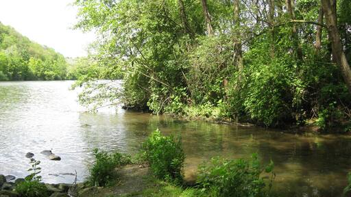 Mündungsbereich des Zipfelbach in den Neckar beim Stadtteil Poppenweiler der Stadt Ludwigsburg im Landkreis Ludwigsburg in Baden-Württemberg