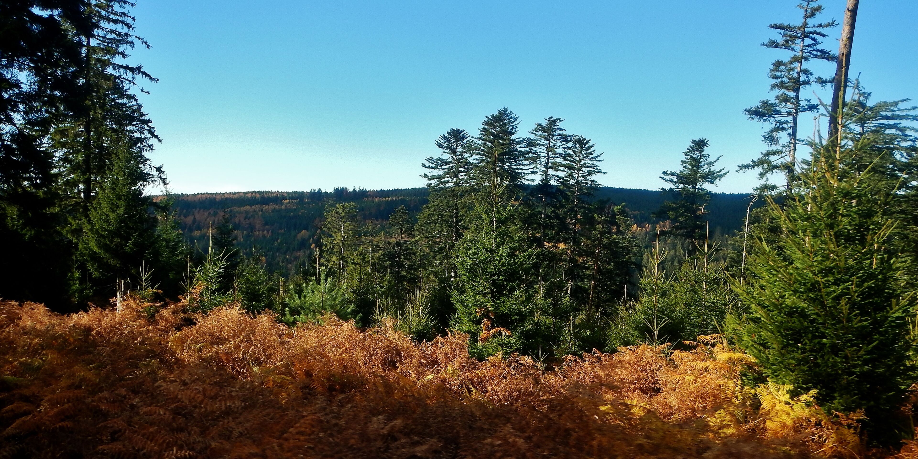 A dense forest with tall evergreen trees and a distant mountain range under a clear blue sky.