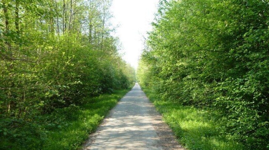 Weg im Elfmorgenbruch