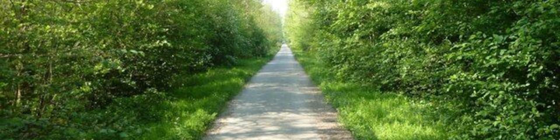A narrow paved path flanked by dense green foliage.