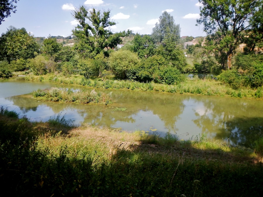 A calm river with dense greenery and trees.