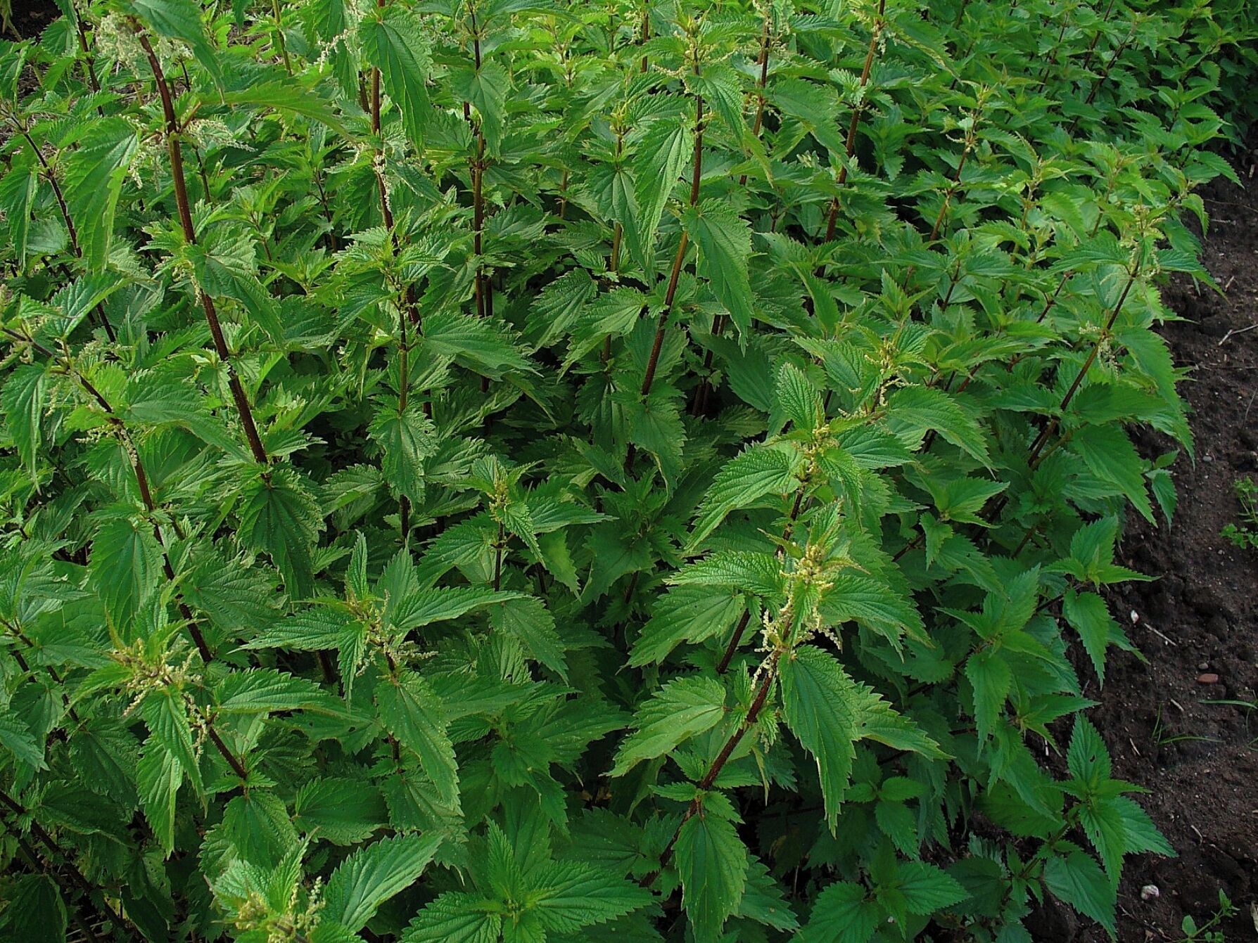 Urtica dioica, Urticaceae, Stinging Nettle, Common Nettle, habitus.