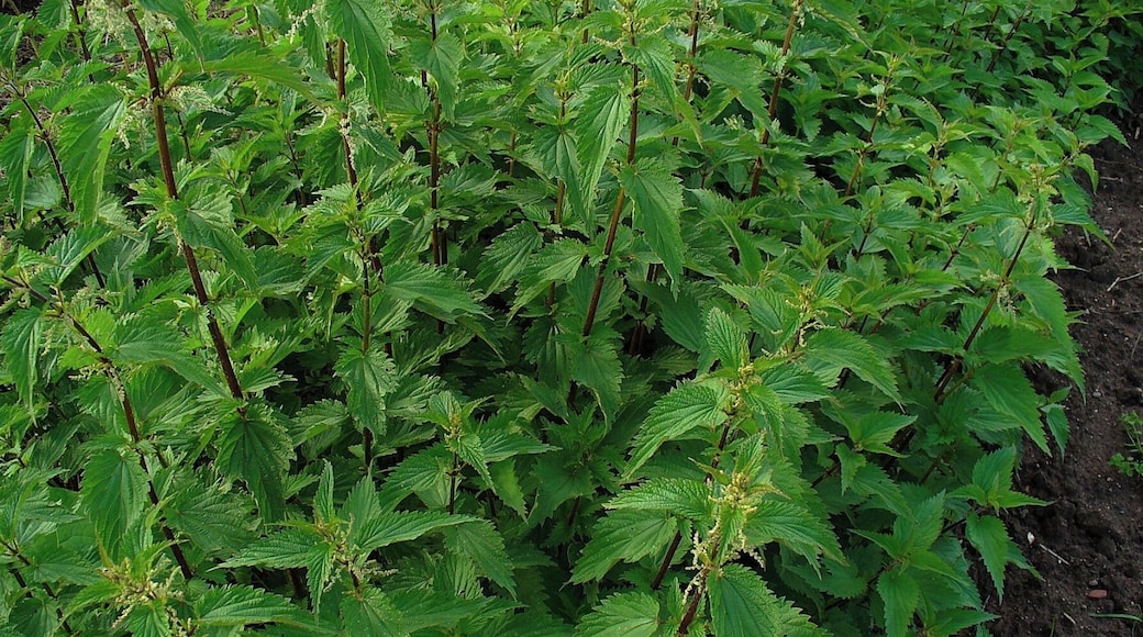 Urtica dioica, Urticaceae, Stinging Nettle, Common Nettle, habitus.