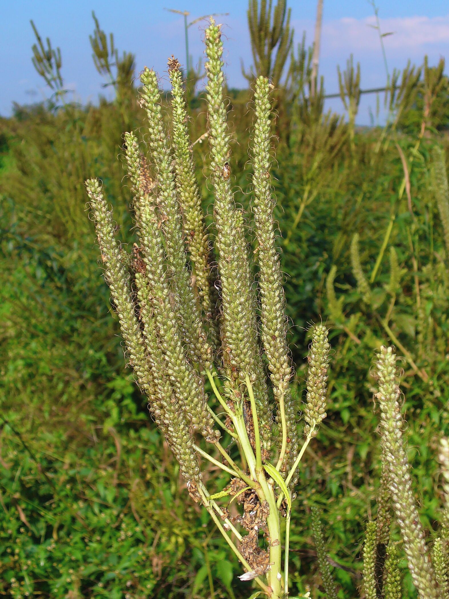 Veronicastrum virginicum, Plantaginaceae, Culver's Root, Culverpsyic, Culver's Physic,Bowman's Root,Blackroot, infrutescences.