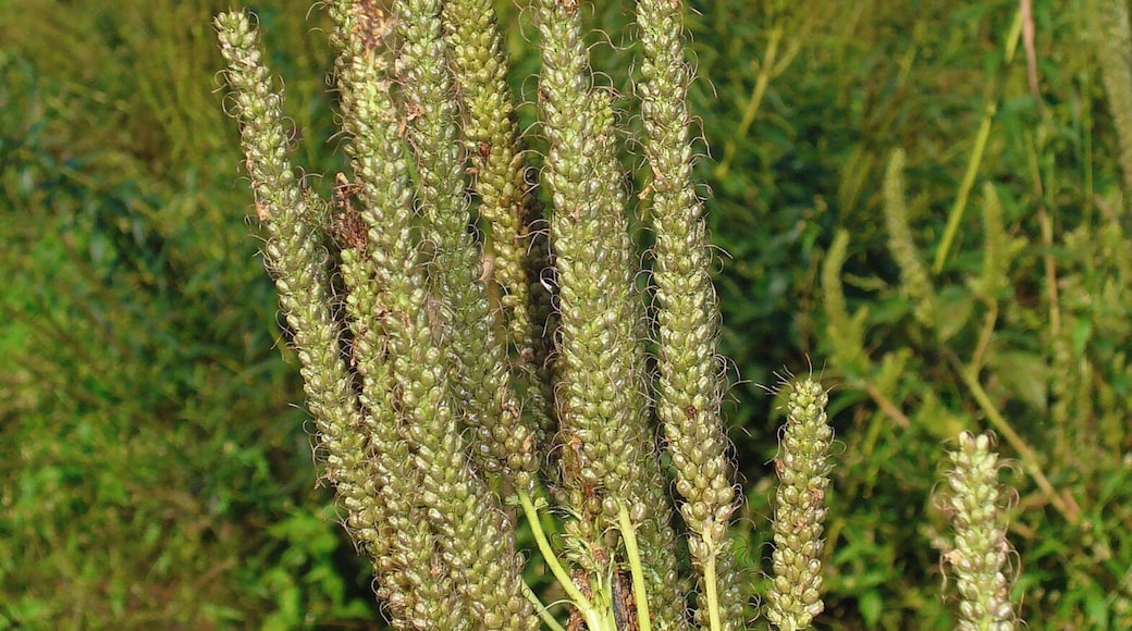 Veronicastrum virginicum, Plantaginaceae, Culver's Root, Culverpsyic, Culver's Physic,Bowman's Root,Blackroot, infrutescences.