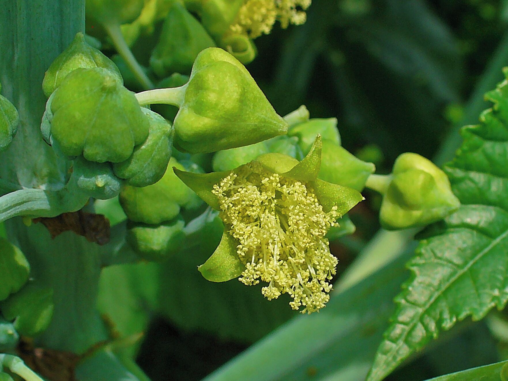 Ricinus communis, Euphorbiaceae, Castor Oil Plant, male flower.
