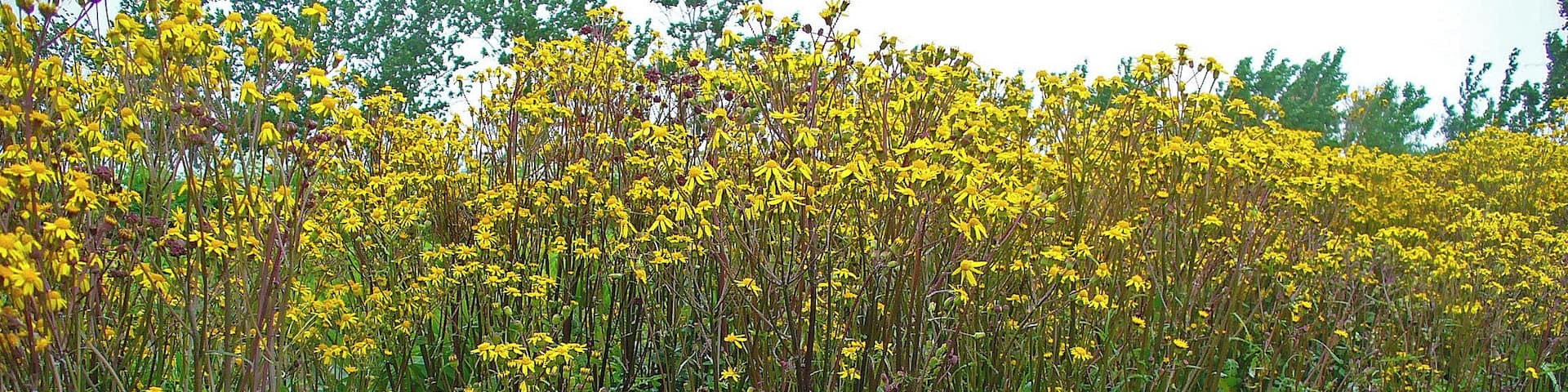 Packera aurea, Asteraceae, Golden Ragwort, habitus.