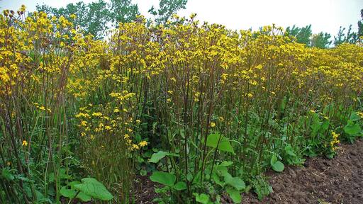 Packera aurea, Asteraceae, Golden Ragwort, habitus.