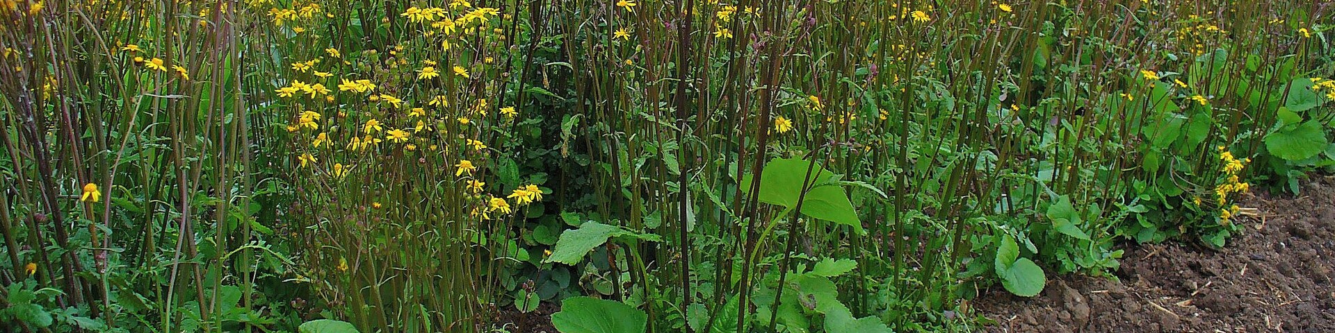 Packera aurea, Asteraceae, Golden Ragwort, habitus.