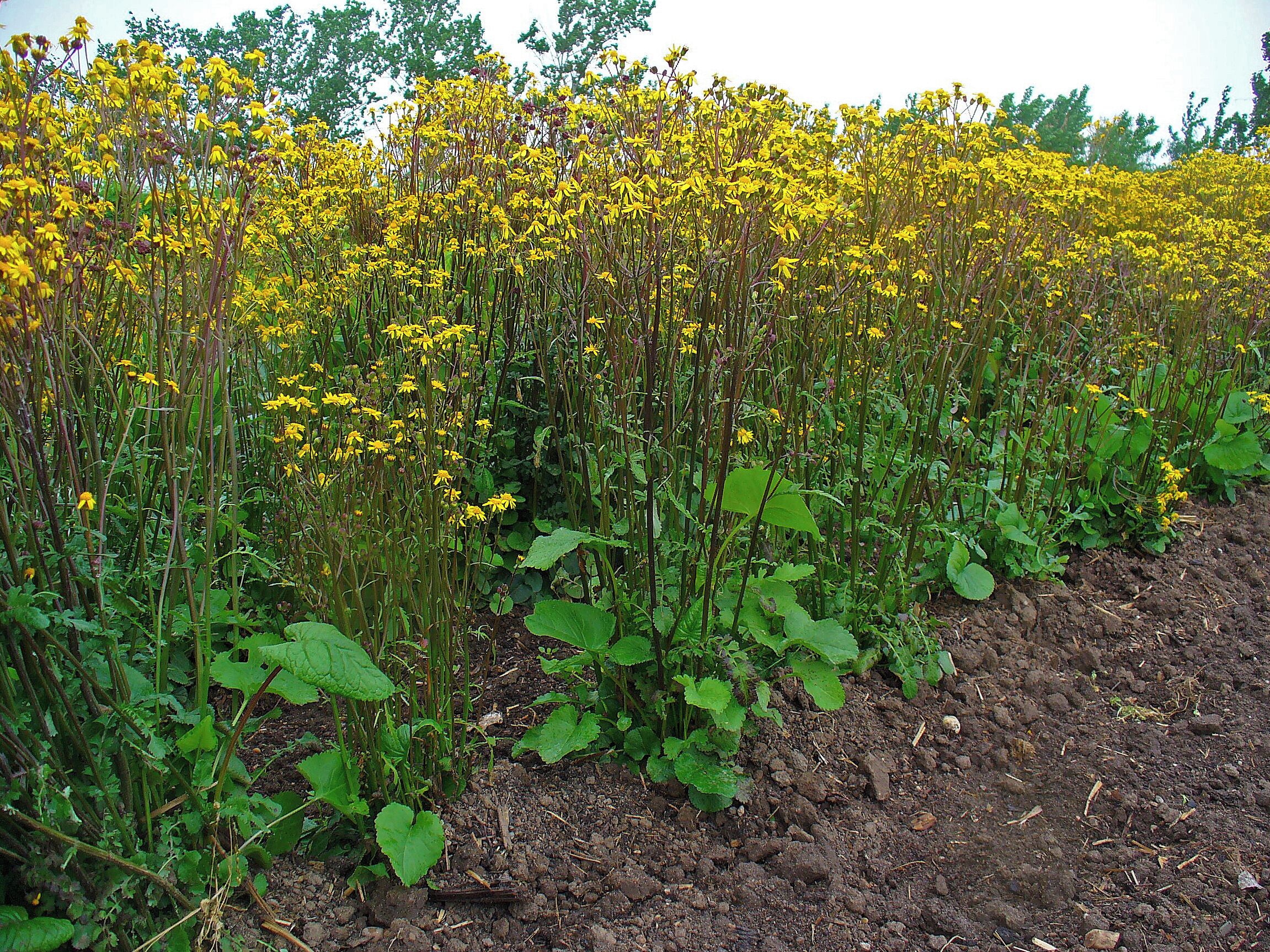 A field of yellow flowers with green foliage.