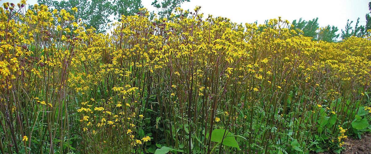 A field of yellow flowers with green foliage.