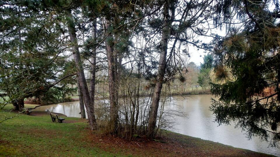 A serene lakeside scene with a bench and trees.