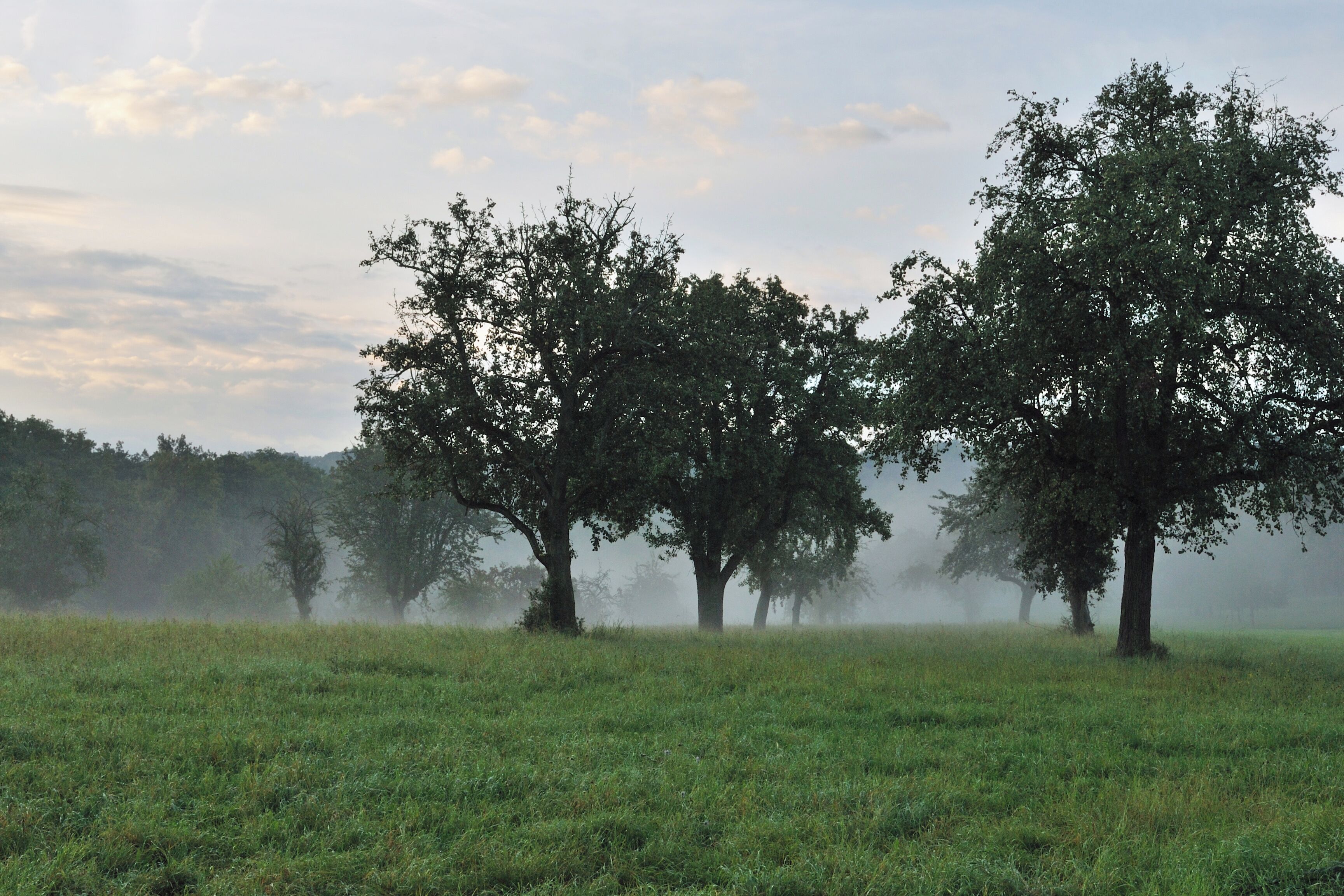 Fruit orchard in in the morning mist. Greutterwald near Stuttgart in Germany.