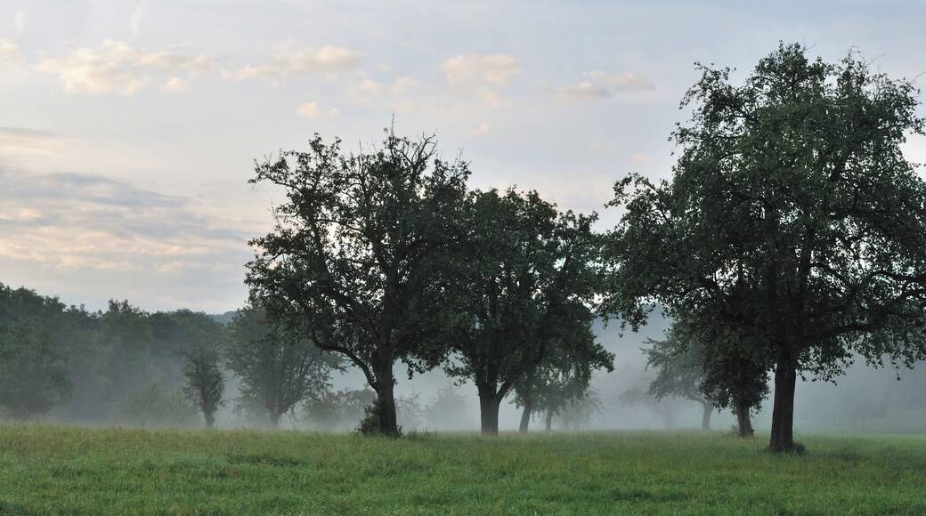 Fruit orchard in in the morning mist. Greutterwald near Stuttgart in Germany.