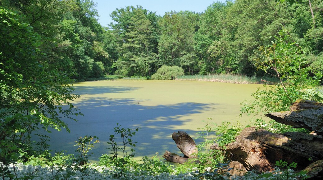 The lake Tachensee in the nature reserve area Greutterwald in Stuttgart-Weilimdorf in Germany
