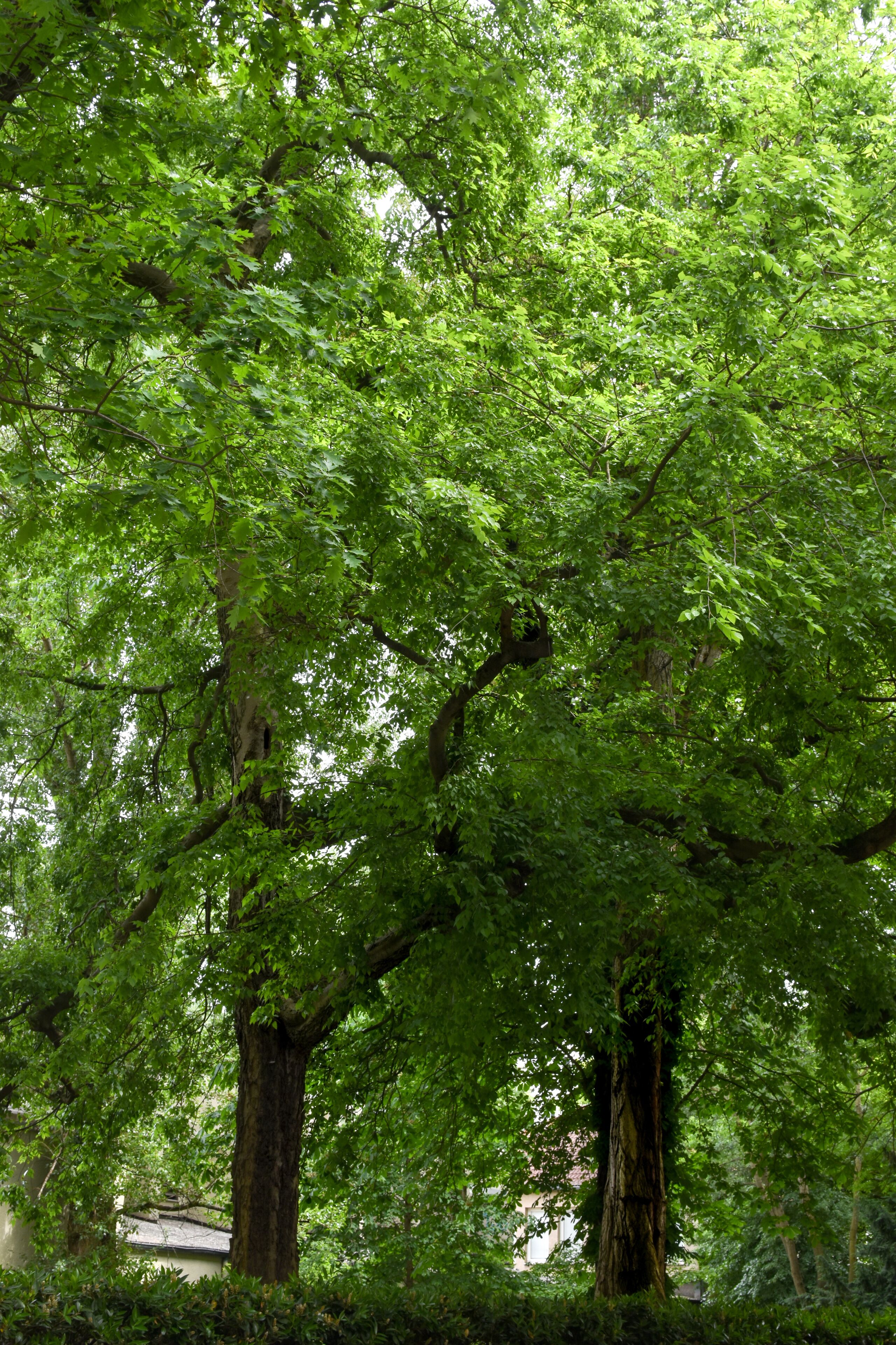 1-18/B. Naturdenkmal Nummer 1-18/B "Zwei Amerikanische Zürgelbäume" (Celtis occidentalis) Im Bezirk Mitte, Berlin.
