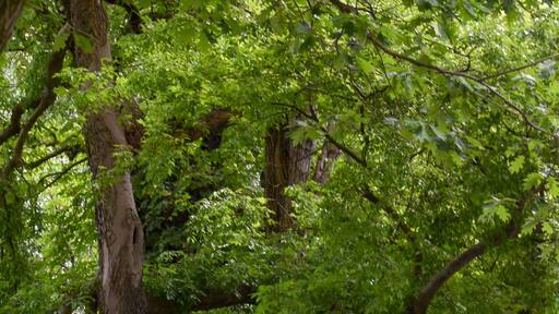 1-18/B. Naturdenkmal Nummer 1-18/B "Zwei Amerikanische Zürgelbäume" (Celtis occidentalis) Im Bezirk Mitte, Berlin.