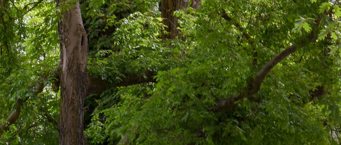 1-18/B. Naturdenkmal Nummer 1-18/B "Zwei Amerikanische Zürgelbäume" (Celtis occidentalis) Im Bezirk Mitte, Berlin.