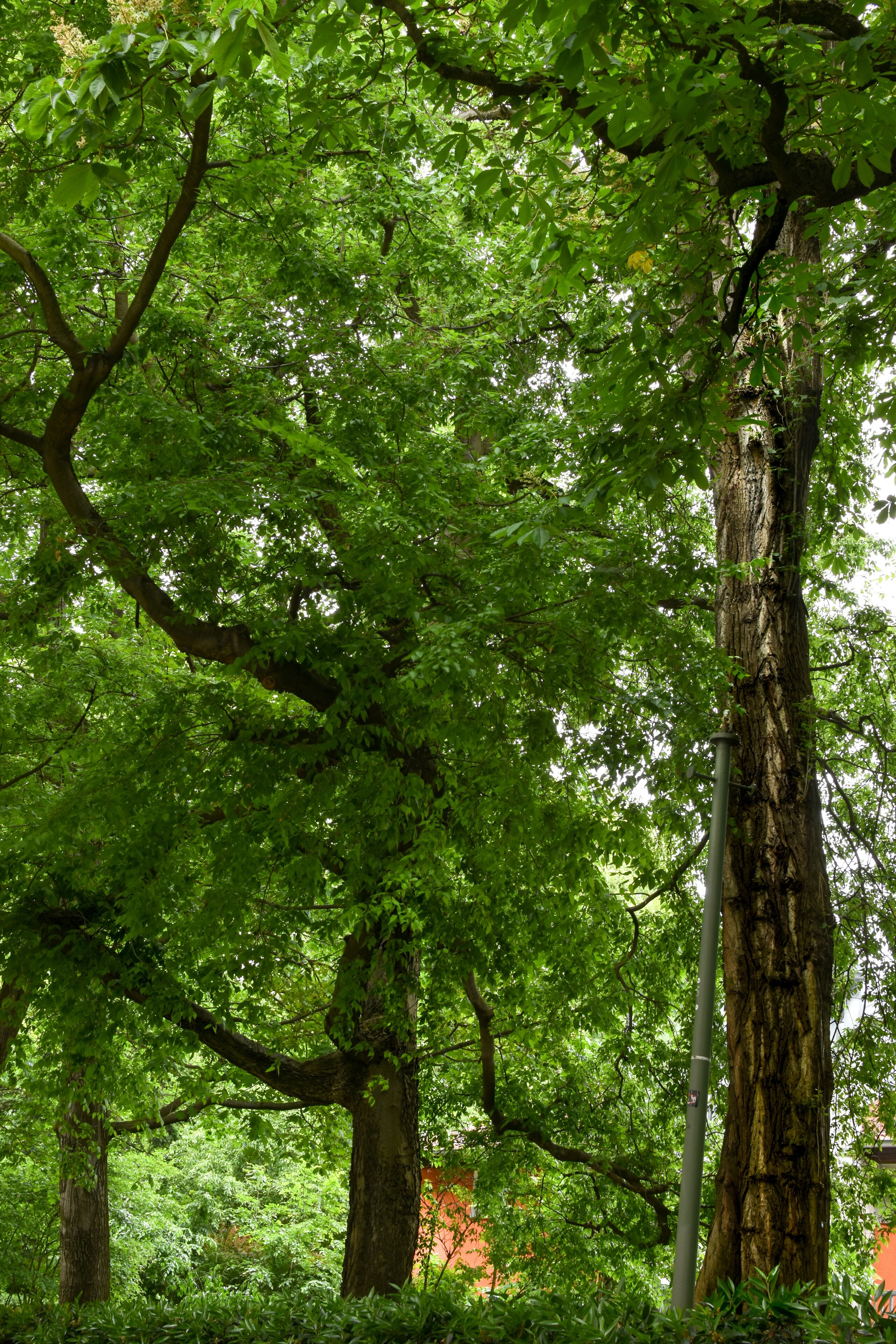 1-18/B. Naturdenkmal Nummer 1-18/B "Zwei Amerikanische Zürgelbäume" (Celtis occidentalis) Im Bezirk Mitte, Berlin.