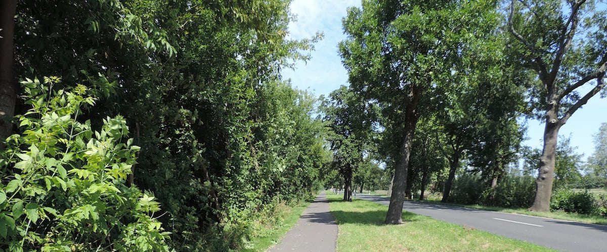 A paved path alongside a road, surrounded by dense greenery and trees.