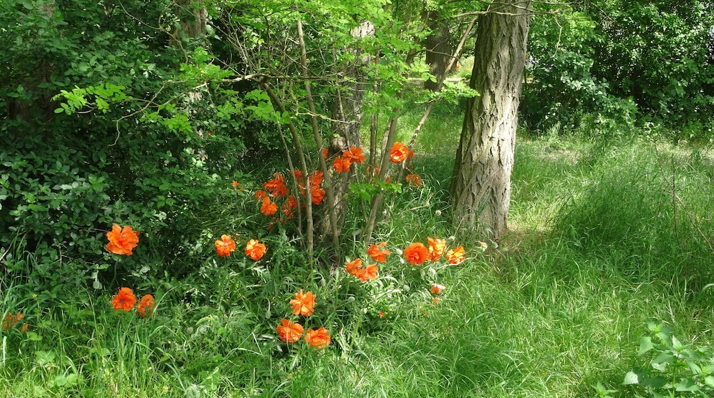 Bildtitel: Eichendorfer MĂŒhle (02), SandstraĂe Richtung Stobbertal, Klatschmohn FotoNummer: 5652 Bundesland: Brandenburg Schutzgebiet 1: Naturpark(NP) "Naturpark MĂ€rkische Schweiz" Gebiets-Nummer: 3450-701 Schutzgebiet 2: Landschaftsschutzgebiet(LSG) "Naturpark MĂ€rkische Schweiz" Gebiets-Nummer: 3450-601 Schutzgebiet 3: Special Protection Area (Vogelschutzgebiet) (SPA) "MĂ€rkische Schweiz" Gebiets-Nummer: DE DE 3450-401 Ortsangabe: Hermersdorf, am Weg Richtung Stobbertal