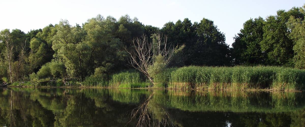 A calm lake with dense trees and reeds along the shore.