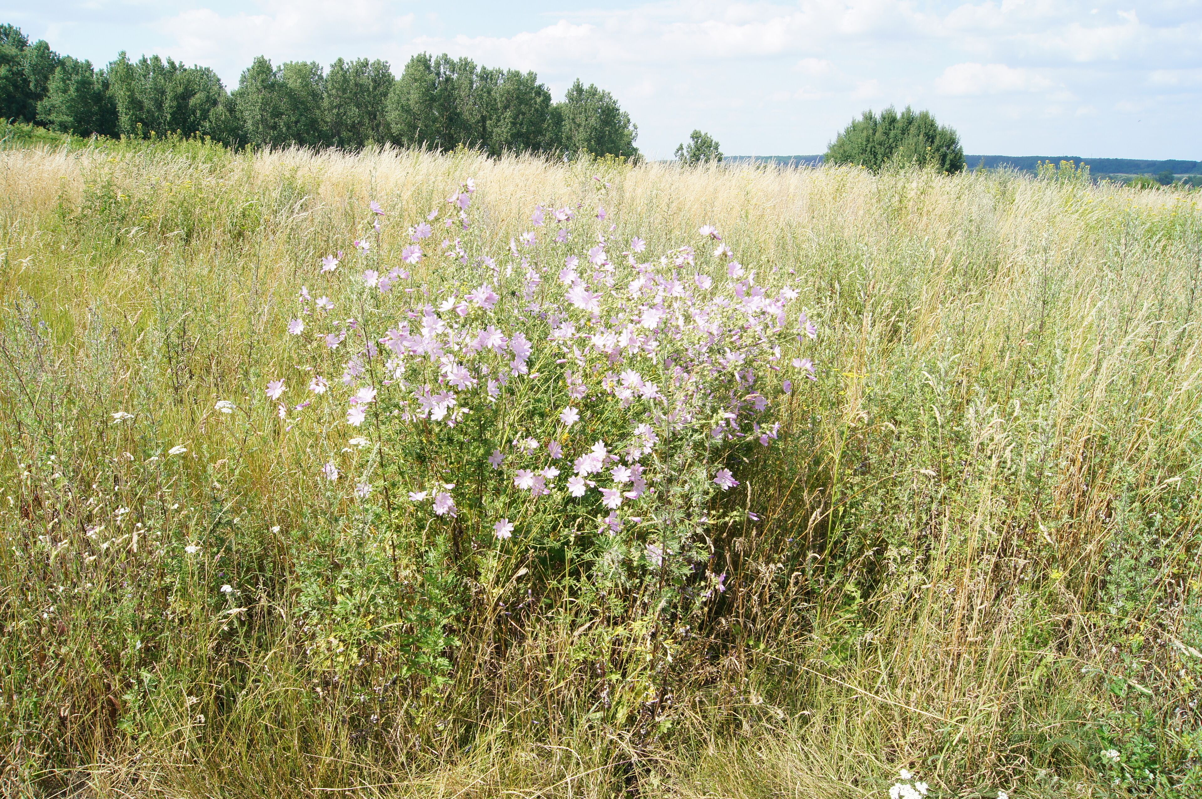 Plant at Lossower Burgwall in Frankfurt (Oder), Brandenburg, Germany