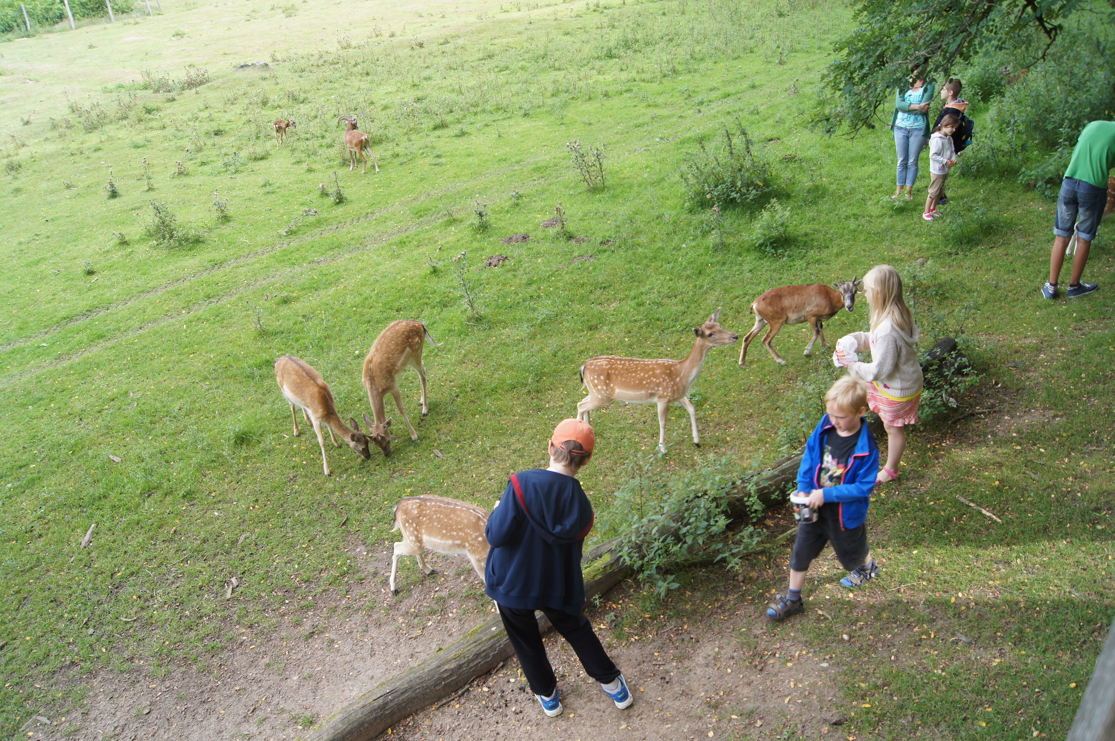 Fallow deer at Wildpark Frankfurt (Oder), Brandenburg, Germany