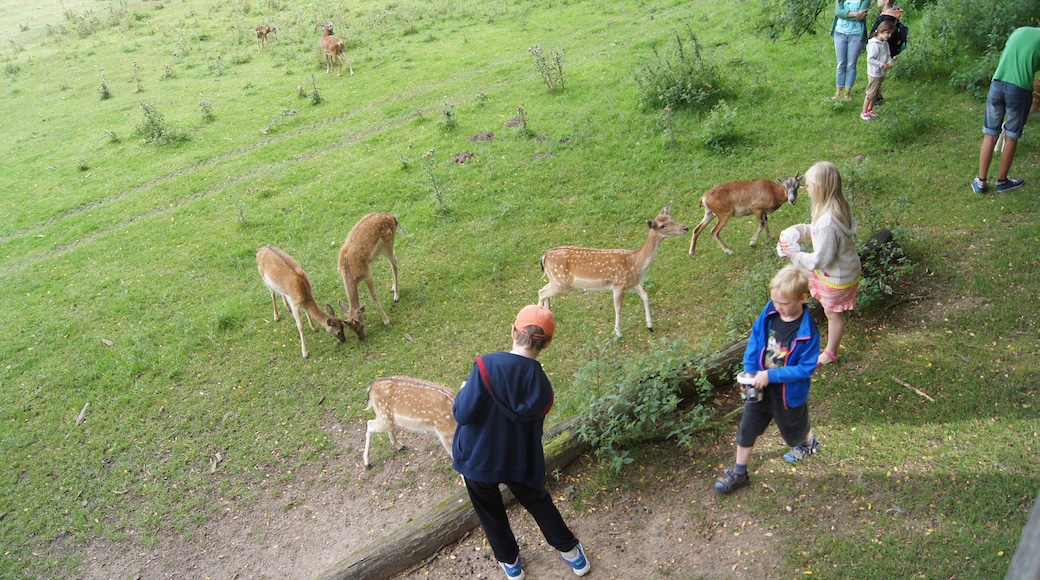 Fallow deer at Wildpark Frankfurt (Oder), Brandenburg, Germany