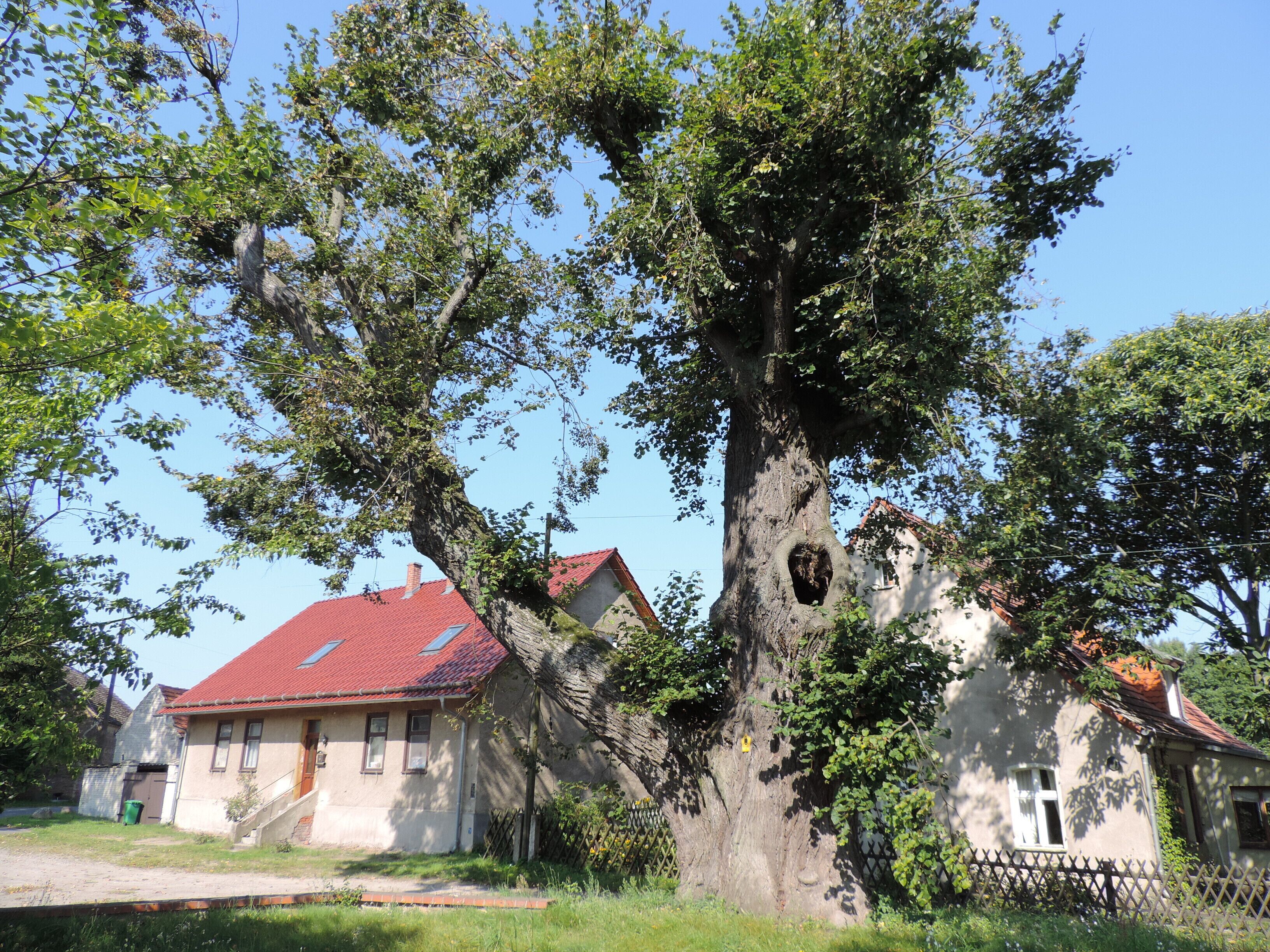 Unter Naturschutz stehend...,Winterlinde.