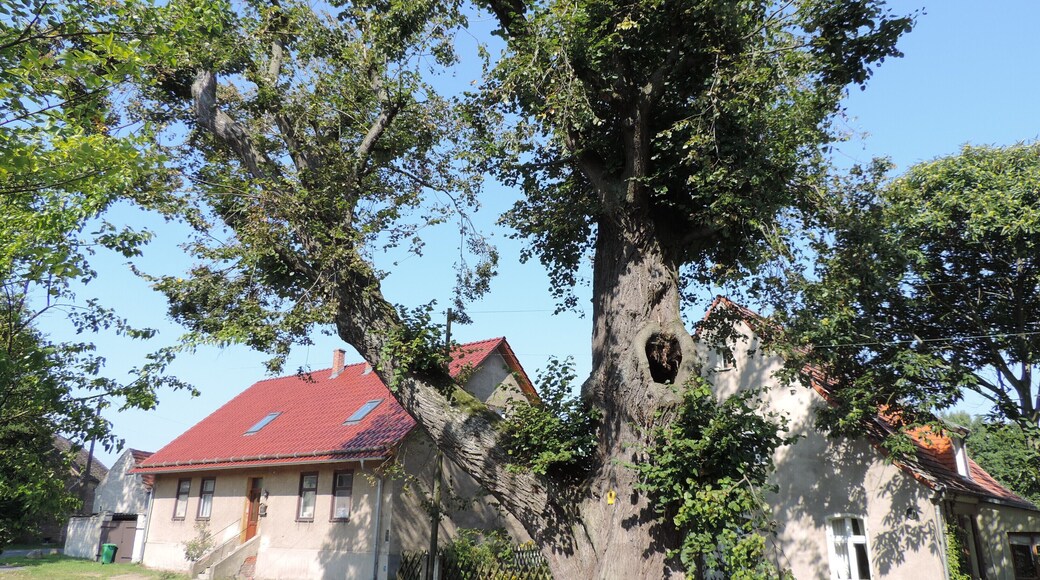 Unter Naturschutz stehend...,Winterlinde.
