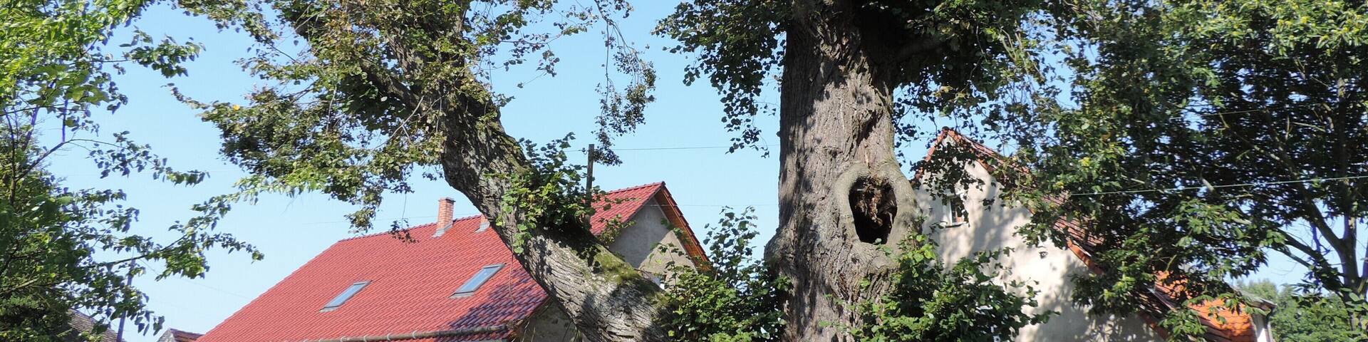Unter Naturschutz stehend...,Winterlinde.