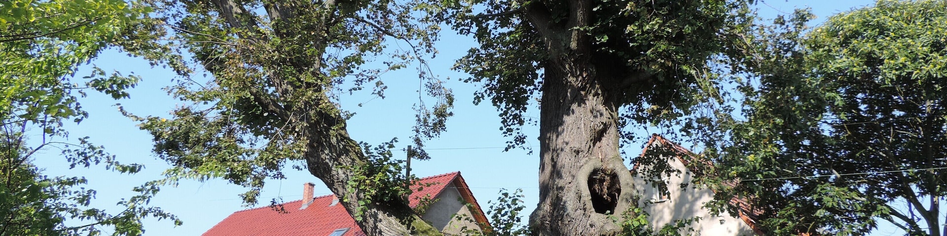 Unter Naturschutz stehend...,Winterlinde.