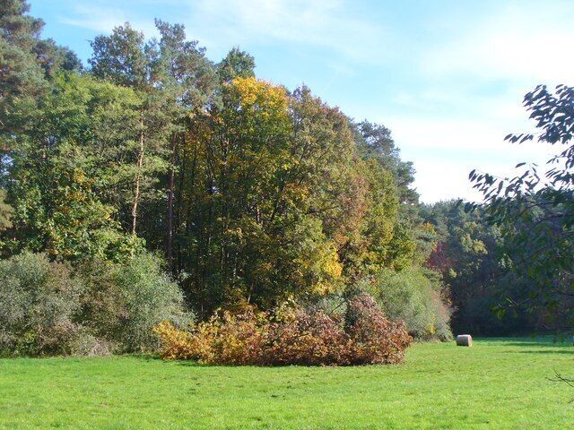 A grassy field with a large tree and a hay bale in the distance.