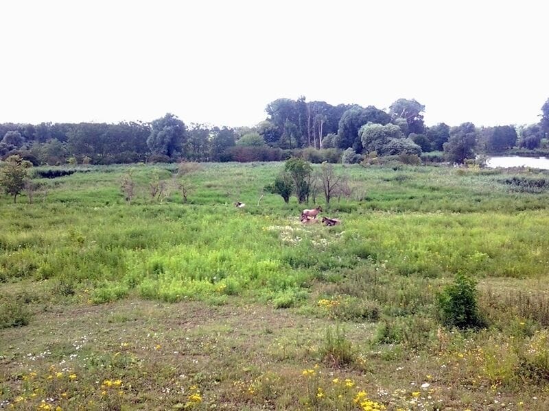 Schönerlinder ponds nature reserve