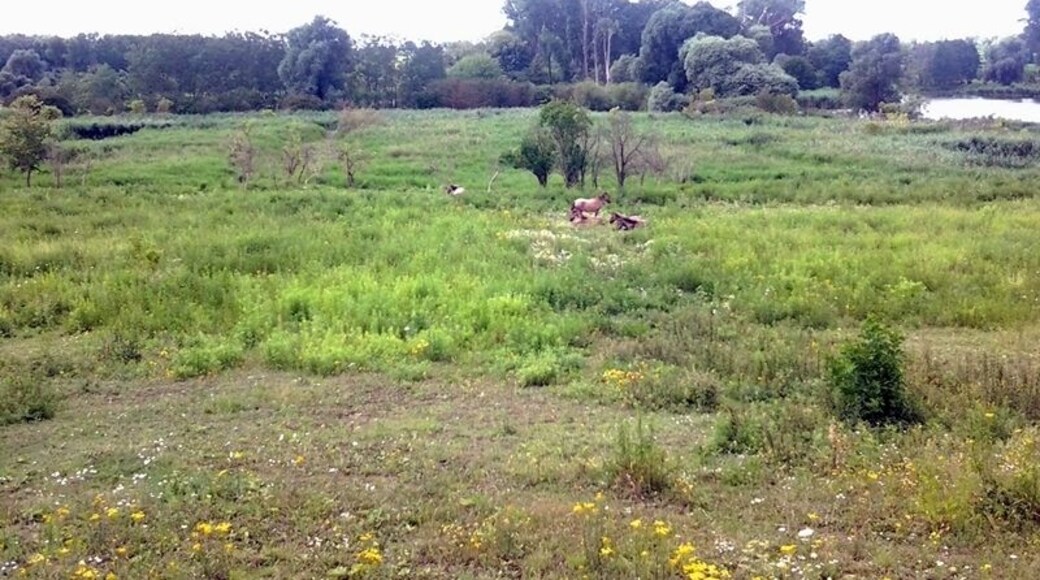 Schönerlinder ponds nature reserve