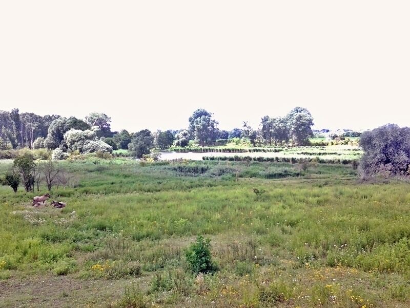 Schönerlinder ponds nature reserve
