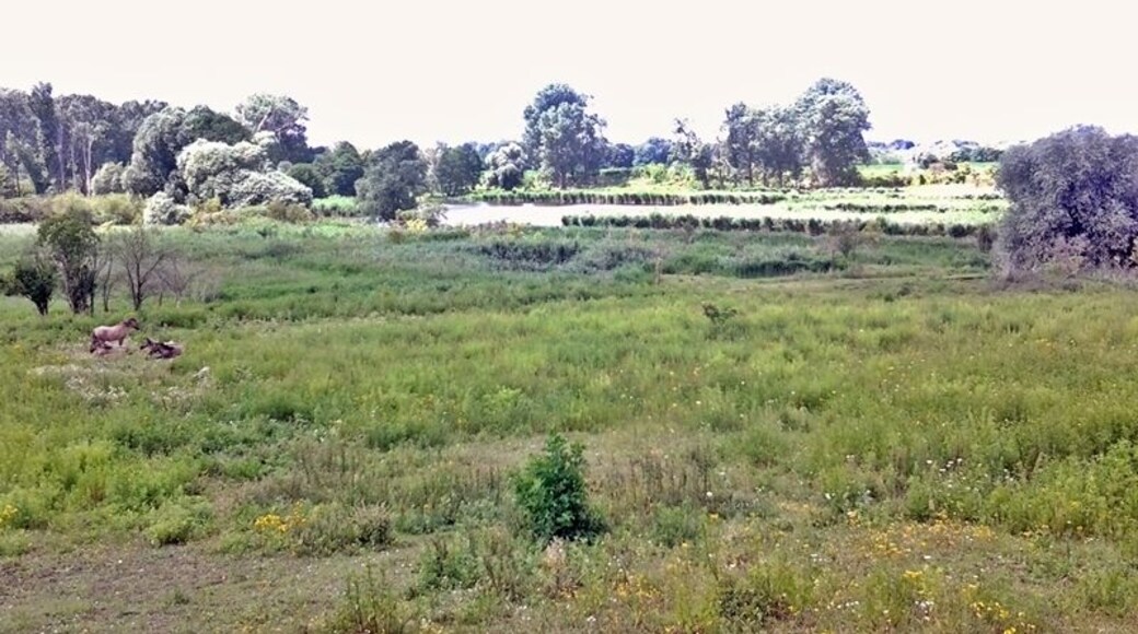 Schönerlinder ponds nature reserve