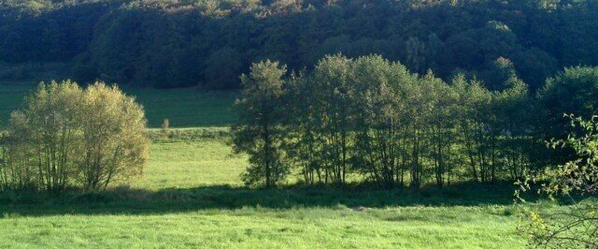 A grassy field with trees and a hill in the background.