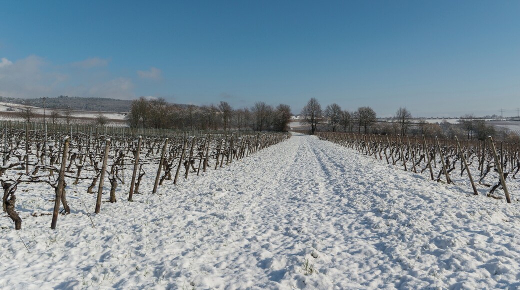 Vineyards of Hallgarten as seen on a winter day. The trail, which is covered by snow, leads towards Kiedrich and Kloster Eberbach